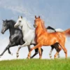 Running Horses Photograph Home Decor Premium Quality Poster Print Choose Your Sizes - Image 2