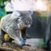 Koala Bear on Tree Branch View Photograph Print 100% Australian Made - Image 3
