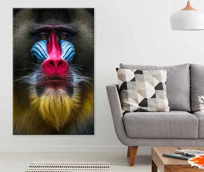 Colorful Baboon Closeup View Photograph Print 100% Australian Made
