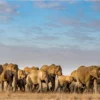 Bella Home Elephants on The Grass Field Print Canvas Ready to hang - Image 3