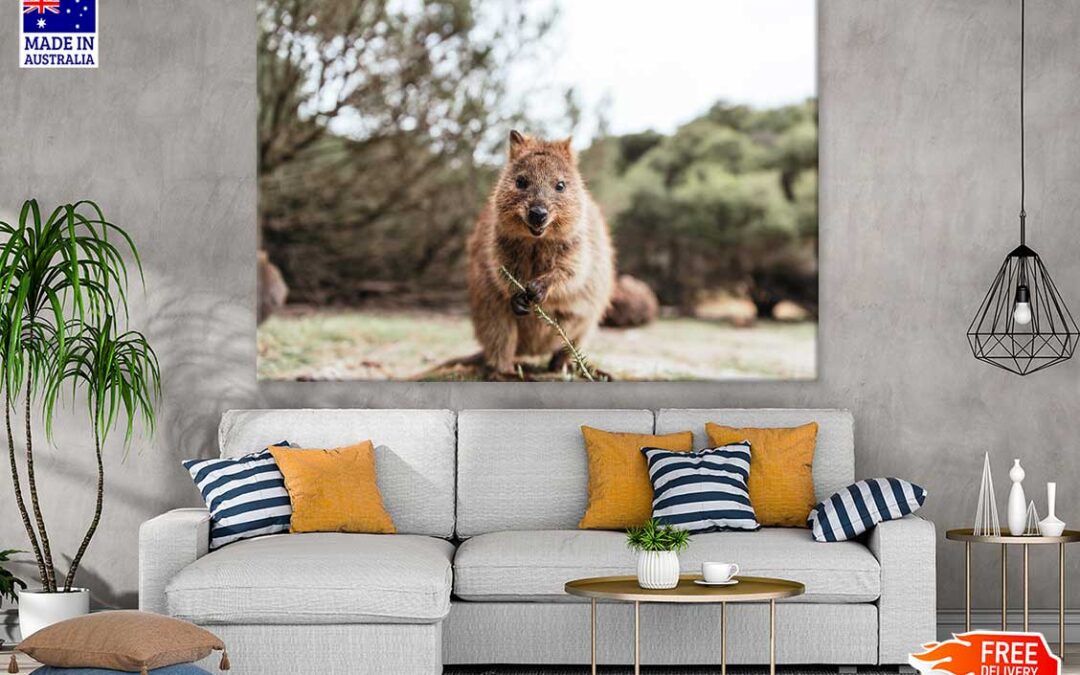 Quokka Animal Closeup View Photograph Print 100% Australian Made