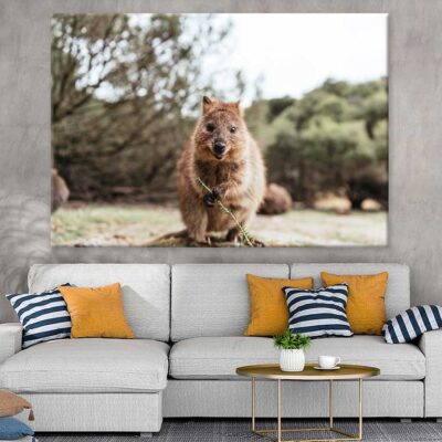 Quokka Animal Closeup View Photograph Print 100% Australian Made
