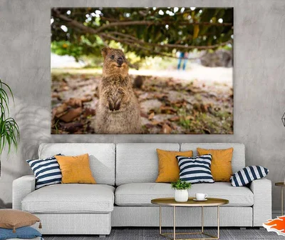 Quokka Animal Closeup Photograph Print 100% Australian Made