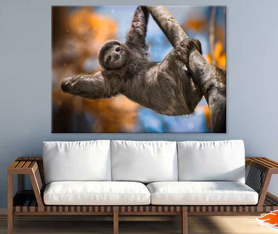 Costa Rica Sloth on Tree Branch Photograph Print 100% Australian Made