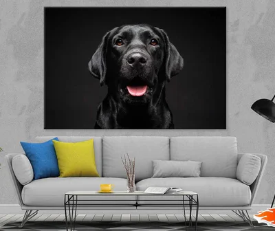 Labrador Retriever Dog on Dark Photograph Print 100% Australian Made