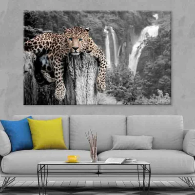Tiger Blue Eyes 100% Australian Made