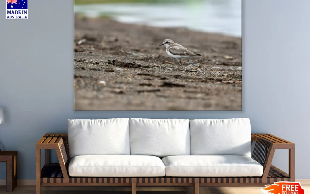 Seabird Closeup Photograph Print 100% Australian Made
