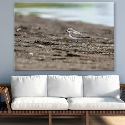 Seabird Closeup Photograph Print 100% Australian Made