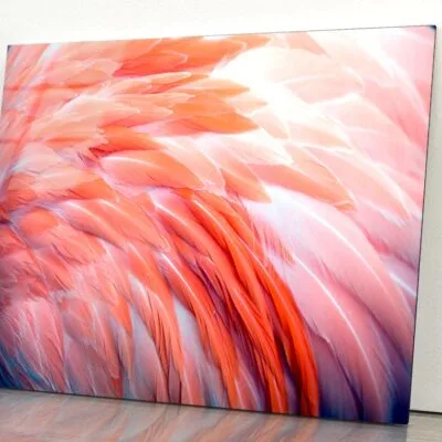 Close Up View of Pink Flamingo Feathers Acrylic Glass Print Tempered Glass Wall Art 100% Made in Australia Ready to Hang