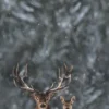 Deers In Forest & Winter View Photograph Print 100% Australian Made - Image 3