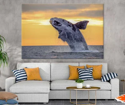 Humpback Whale Closeup Photograph Print 100% Australian Made