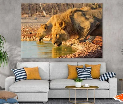 Lions Drinking Water Photograph Print 100% Australian Made
