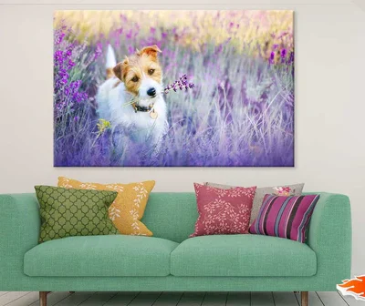Dog on Flower Field Photograph Print 100% Australian Made