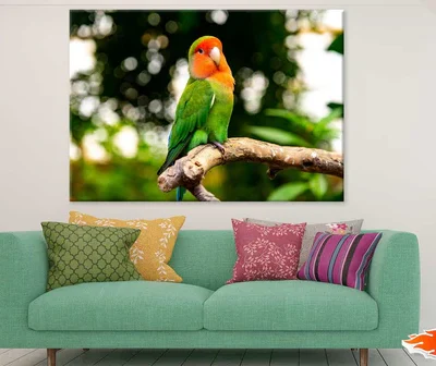 Green Parrot & Orange Face View Photograph Print 100% Australian Made