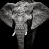 Elephant Closeup B&W Photograph Print 100% Australian Made - Image 3