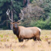 Elk in Forest Photograph Print 100% Australian Made - Image 2