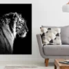 Tiger on Dark Side View B&W Photograph Print 100% Australian Made