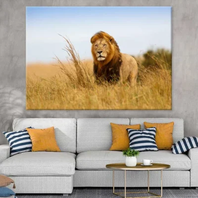 =Lion Walking on Grass Field View Photograph Print 100% Australian Made