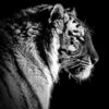 Tiger on Dark Side View B&W Photograph Print 100% Australian Made - Image 3