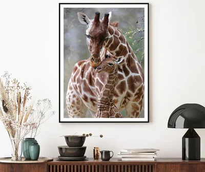 Closeup Of Cute Reticulated Giraffe Baby with Parent Home Decor Premium Quality Poster Print Choose Your Sizes