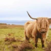 Bella Home Scottish Highland Cow on Field Print Canvas Ready to hang - Image 3
