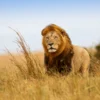 =Lion Walking on Grass Field View Photograph Print 100% Australian Made - Image 3