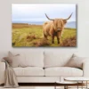 Bella Home Scottish Highland Cow on Field Print Canvas Ready to hang