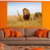 =Lion Walking on Grass Field View Photograph Print 100% Australian Made - Image 2