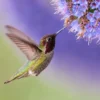Flying Humming Bird Photograph Home Decor Premium Quality Poster Print Choose Your Sizes - Image 2