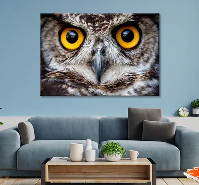 Close-Up of an Owl's Eyes Print 100% Australian Made