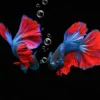 Fighter Fish on Dark View Photograph Print 100% Australian Made - Image 3
