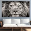 Lion face Closeup B&W Photograph Print 100% Australian Made - Image 3