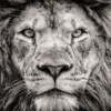 Lion face Closeup B&W Photograph Print 100% Australian Made - Image 2