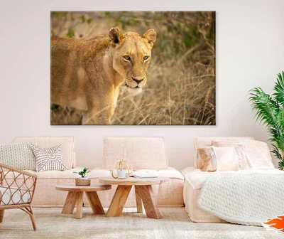 Lioness in Landscape View Photograph Print 100% Australian Made