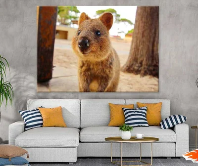 Quokka Animal View Photograph Print 100% Australian Made