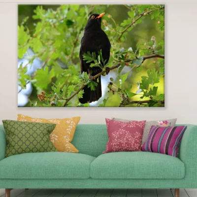 Blackbird in a Willow Tree Photograph Print 100% Australian Made