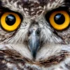 Close-Up of an Owl's Eyes Home Decor Premium Quality Poster Print Choose Your Sizes - Image 4