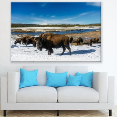 American Bison on Yellowstone National Park Print 100% Australian Made