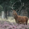 Deer in Flower Field Photograph Home Decor Premium Quality Poster Print Choose Your Sizes - Image 2