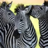 Zebras Potrait Photograph Home Decor Premium Quality Poster Print Choose Your Sizes - Image 2