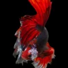 Fighter Fish Closeup Photograph Home Decor Premium Quality Poster Print Choose Your Sizes - Image 2
