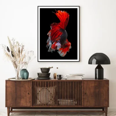 Fighter Fish Closeup Photograph Home Decor Premium Quality Poster Print Choose Your Sizes