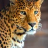 Leopard Portrait Photograph Home Decor Premium Quality Poster Print Choose Your Sizes - Image 2