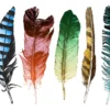 Colorful Feathers Watercolor Painting Home Decor Premium Quality Poster Print Choose Your Sizes - Image 2