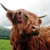 Highland Cow on Meadow Photograph Home Decor Premium Quality Poster Print Choose Your Sizes Regular priceRs 13,200.00 Sale priceRs 3,600.00Sale - Image 2