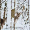 Deer in Snow Covered Forest Print 100% Australian Made - Image 2