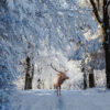 Deer in Snow Covered Forest Print 100% Australian Made - Image 2