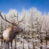 Deer in Snow Covered Forest Print 100% Australian Made - Image 2