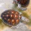 Turtles on Ground Photograph Print 100% Australian Made - Image 2