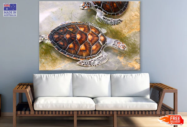 Turtles on Ground Photograph Print 100% Australian Made